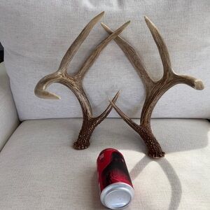 Whitetail Deer Antlet Sheds (score 140” approx)
